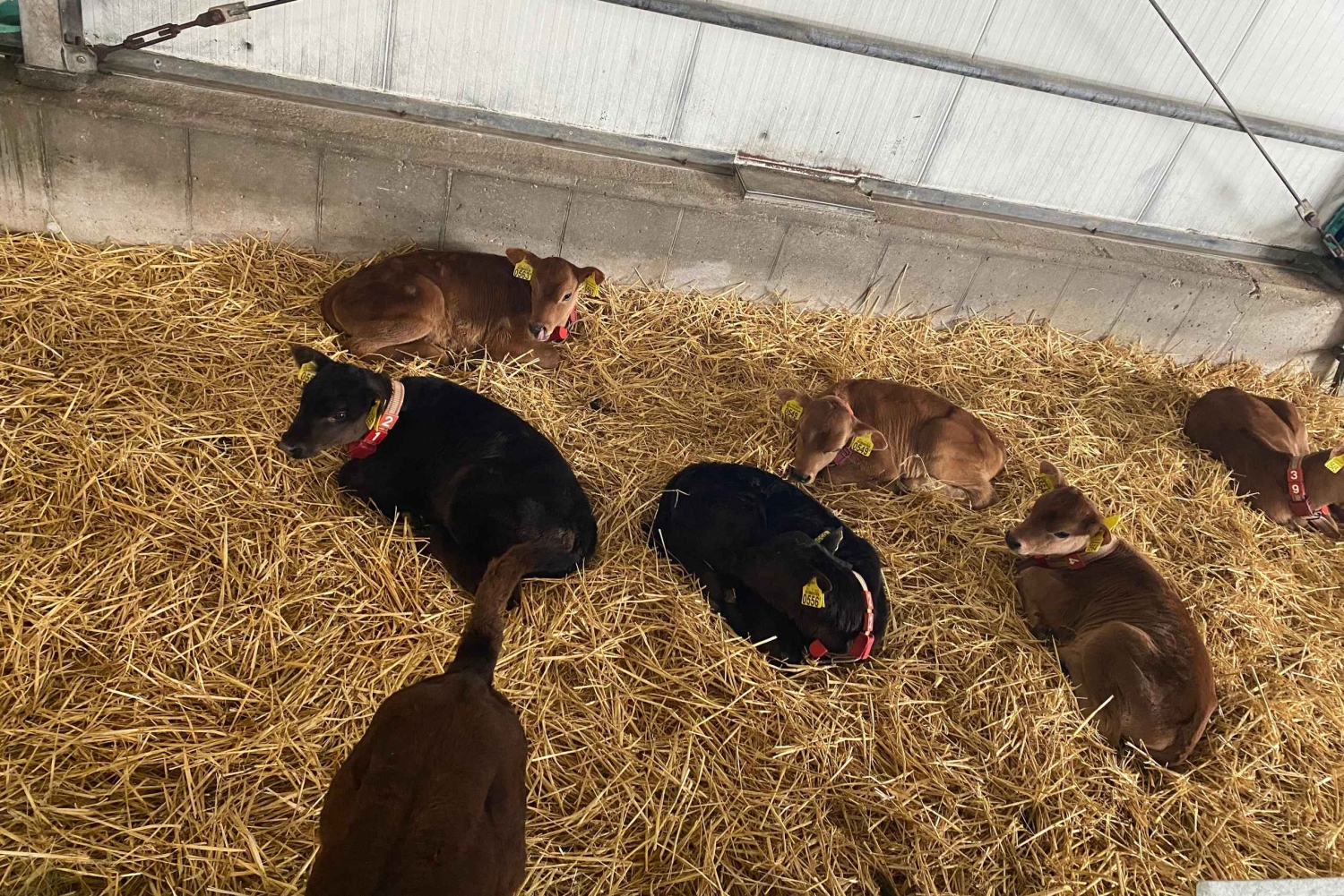 Tur til vindmøller, ost, tresko og Volendam fra Amsterdam