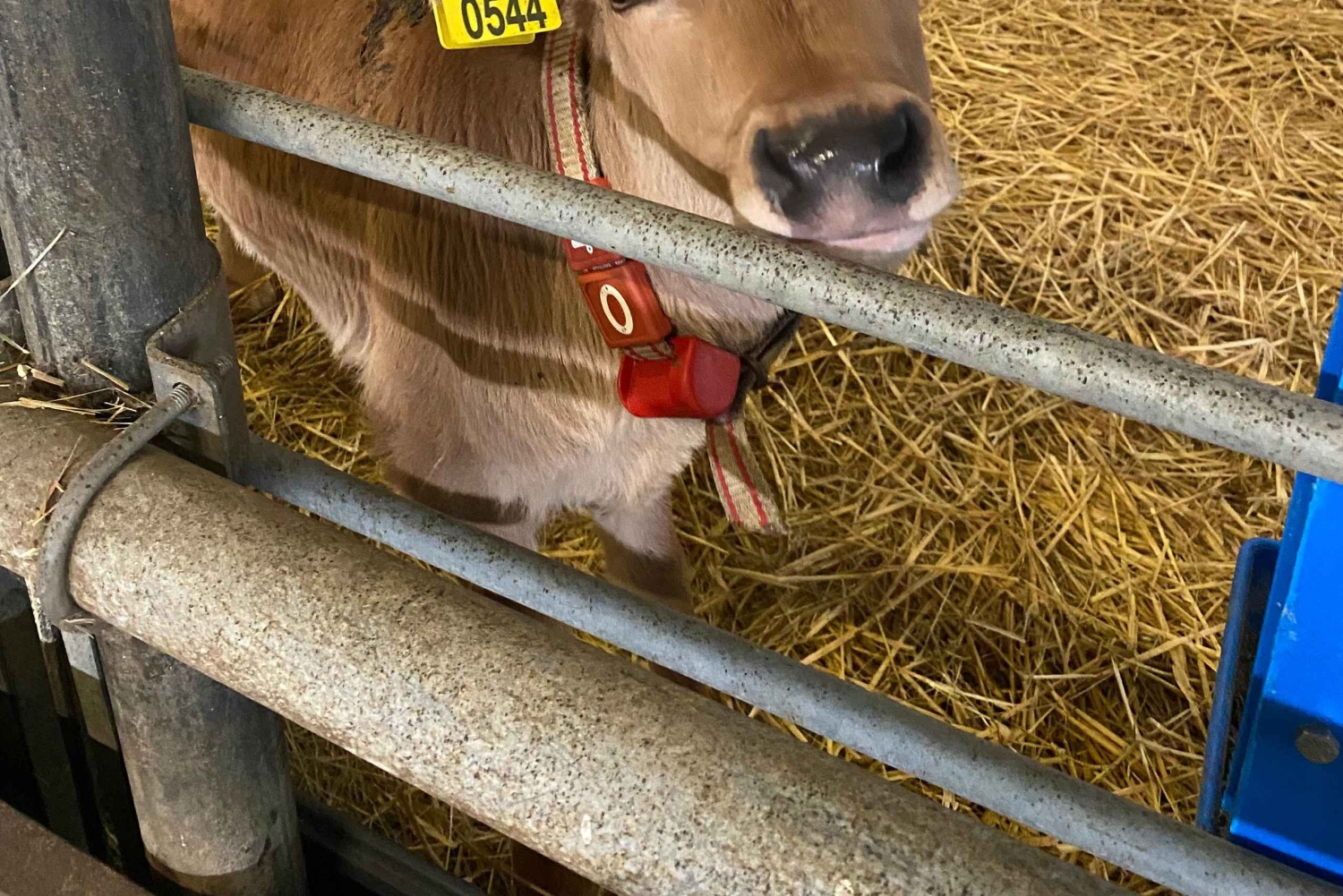 Tur til vindmøller, ost, tresko og Volendam fra Amsterdam