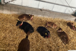 Tur til vindmøller, ost, tresko og Volendam fra Amsterdam