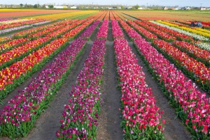 Amsterdam : Tulpenwunderland Tour