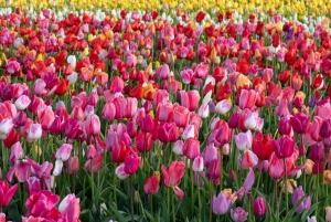Amsterdam : Tulpenwunderland Tour