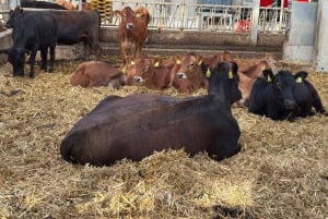 Zaanse Schans & Volendam Private Tour: Windmills and Cheese