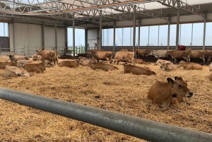 Tour privado a Zaanse Schans y Volendam: molinos de viento y queso