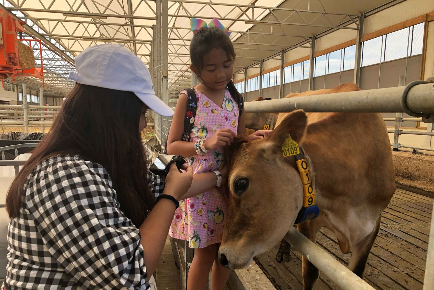 Zaanse Schans Windmühlen, Fischerdörfer und Landschaften