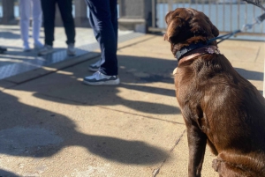 Antwerp: Historical Walking Tour