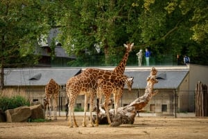 Anversa: Biglietto d'ingresso allo ZOO di Anversa