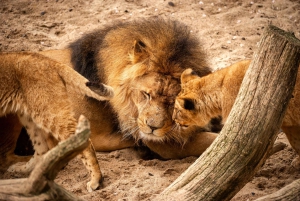 Antwerp: ZOO Entry Ticket