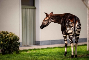 Antwerp: ZOO Entry Ticket