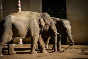 Antwerp: ZOO Entry Ticket