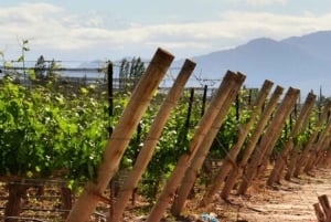 3-dagars Essential Mendoza - berg och vin!