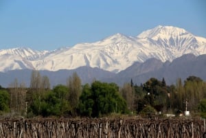 34 Local Argentinian Foods and Drinks Tasting in Mendoza