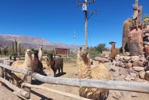 4-dages tur til Salta Cafayate og Humahuaca