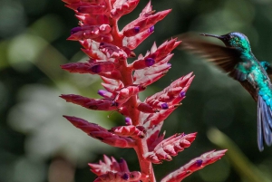 5-dages Iguazu-vandfald: Jungle Lodge & flybillet fra Buenos Aires