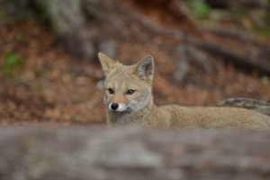 8-дневный тур «Премиум-открытие Ушуайи и Эль-Калафате»