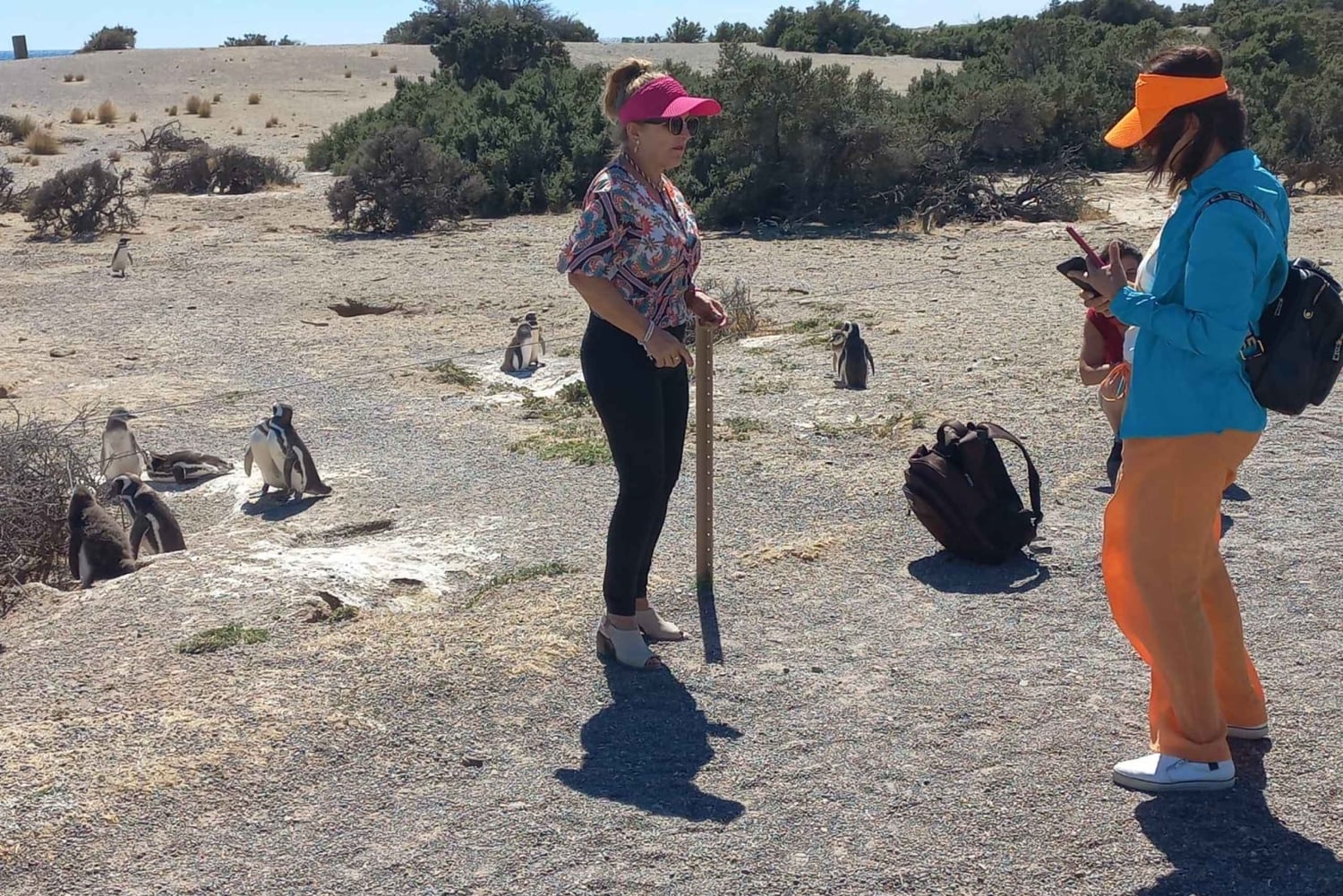 Toutes les croisières. Visite de Punta Tombo. Des millions de pingouins.