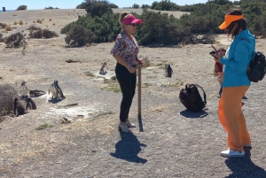 Todos os cruzeiros. Visita a Punta Tombo. Milhões de pinguins.