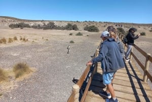 Toutes les croisières. Visite de Punta Tombo. Des millions de pingouins.