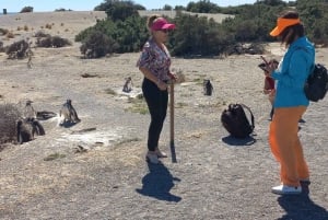 Toutes les croisières. Visite de Punta Tombo. Des millions de pingouins.