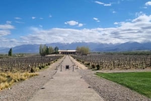 Tour per piccoli gruppi, tutto il giorno, del vino di lusso con pranzo gourmet