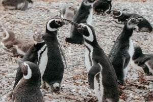 Almanza, Sonnenuntergang und Pinguine