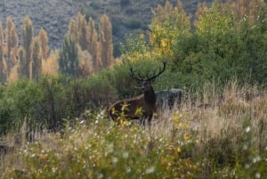 Алумине: 4-дневный тур по Патагонии с верховой ездой и проживанием