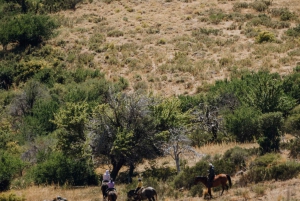 Aluminé: 4-dniowa wycieczka konna po Patagonii z noclegiem