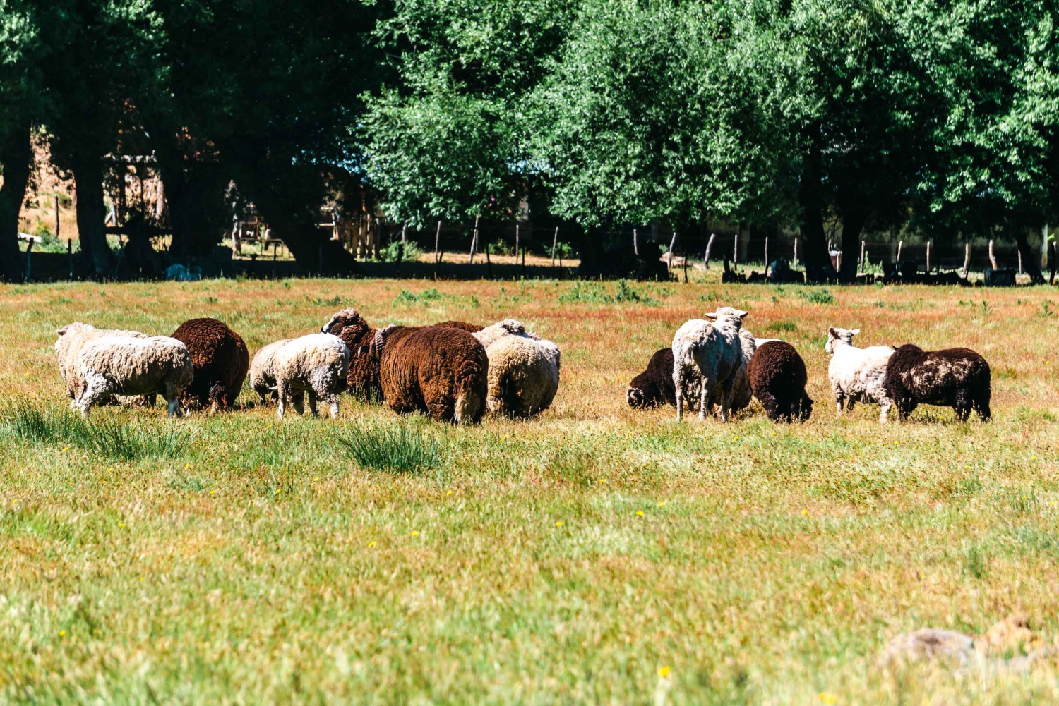 Aluminé: jednodniowa wycieczka konna z tradycyjnym asado