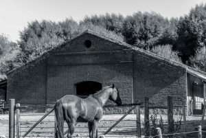 Aluminé: jednodniowa wycieczka konna z tradycyjnym asado