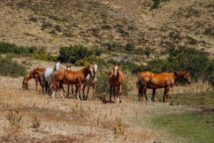 Aluminé: jednodniowa wycieczka konna z tradycyjnym asado