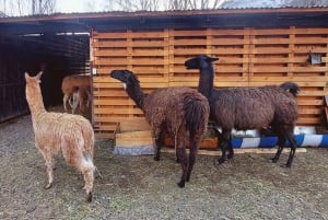 Andes Portillo & Aconcagua-vintur, semi-privat