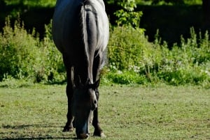 Argentina: Gaucho-rideeventyr i Pampas + frokost