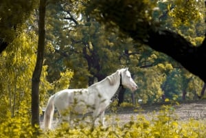 Argentina: Gaucho-rideeventyr i Pampas + frokost