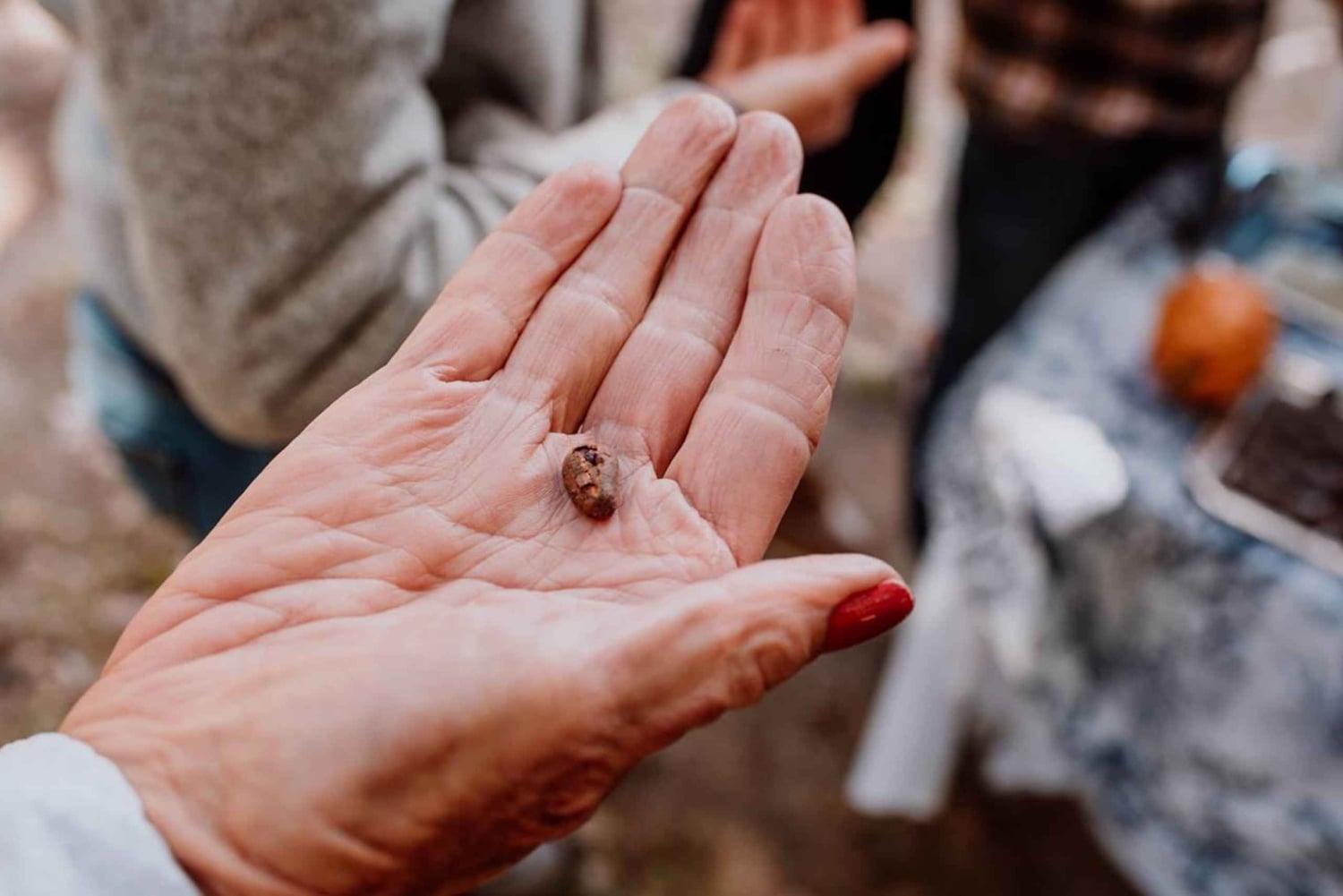 Bariloche : Dégustation de chocolat, saveurs exotiques et régionales