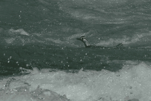 Bariloche: Manso-joen koskenlaskuseikkailu rajalle