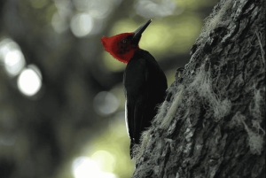 Bariloche: Manso-joen koskenlaskuseikkailu rajalle