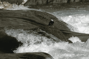 Bariloche: Manso-joen koskenlaskuseikkailu rajalle