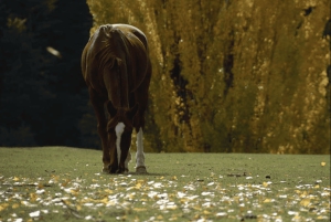 Bariloche: Manso-joen koskenlaskuseikkailu rajalle