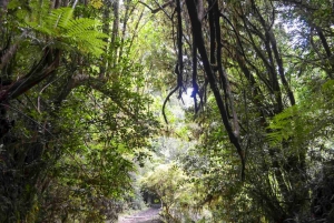 Bariloche: Puerto Blest and Los Cantaros Waterfall