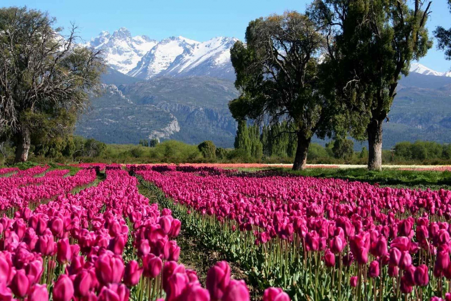 Bariloche: Tulpaner och berg