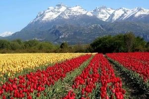 Bariloche: Tulipas e montanhas