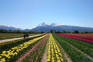 Bariloche: tulppaanit ja vuoret