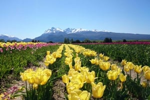 Bariloche: tulppaanit ja vuoret