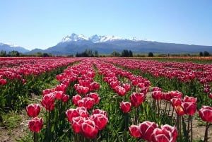 Bariloche: tulppaanit ja vuoret