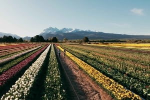 Bariloche: tulppaanit ja vuoret