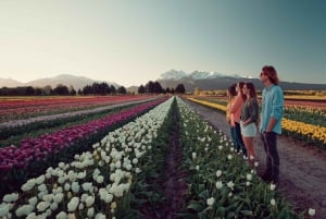 Bariloche: tulipani e montagne