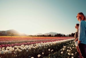 Bariloche : Tulipes et montagnes