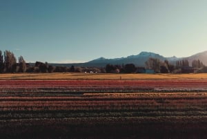 Bariloche: Tulpaner och berg