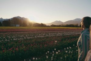 Bariloche: tulppaanit ja vuoret