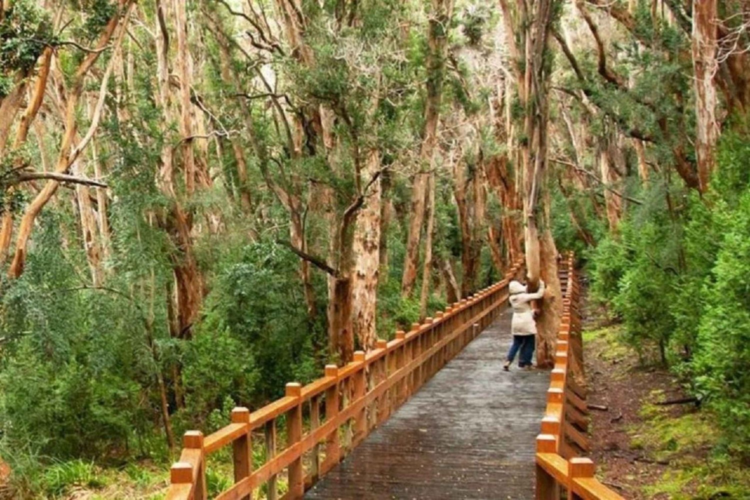 Bariloche Victoria-eiland en Arrayanes-woud