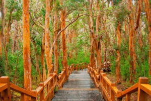 Bariloche Victoriaøya og Arrayanes-skogen